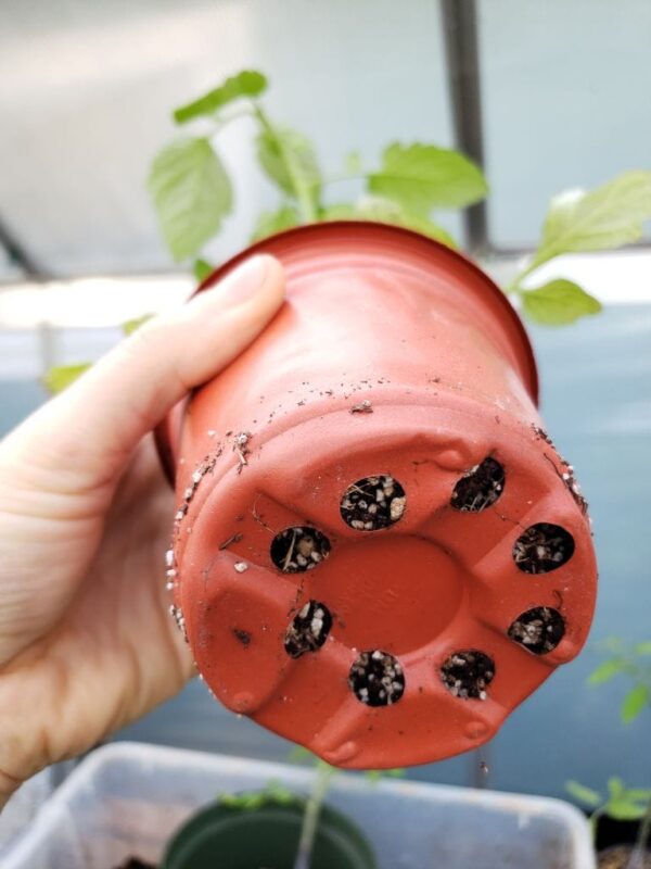 Potting Up Seedlings What, Why, When & How Homestead and Chill