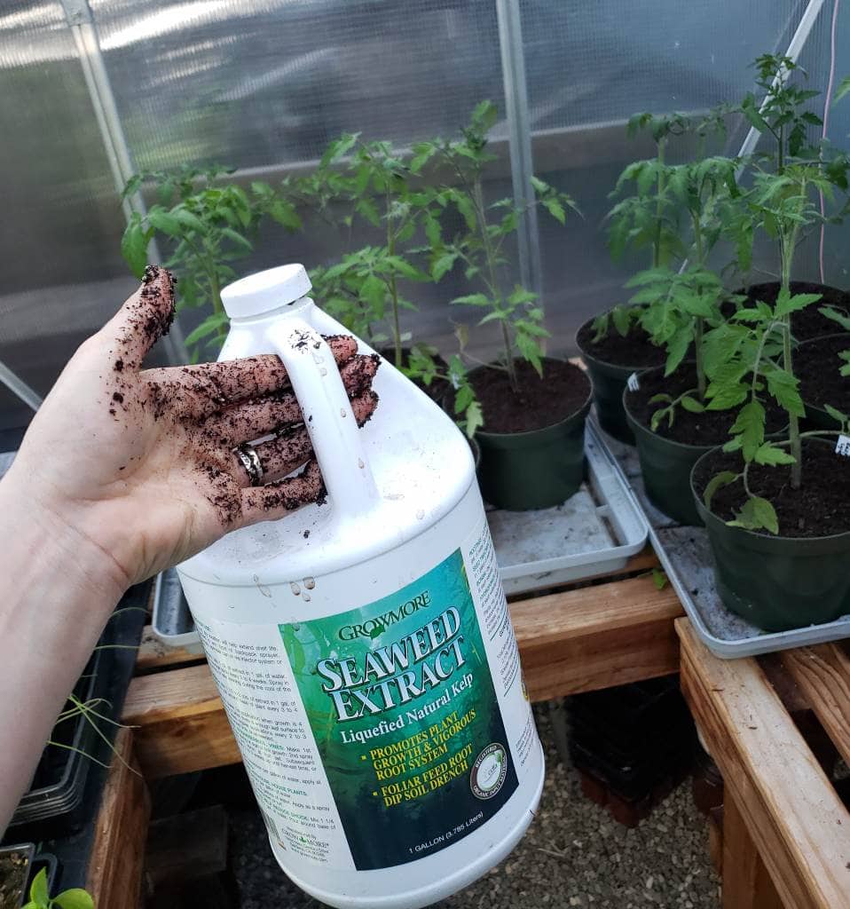 Potting Up Seedlings What, Why, When & How Homestead and Chill