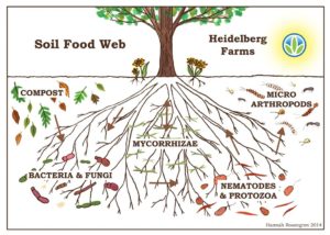 How to Fill Raised Garden Beds with Organic Soil ~ Homestead and Chill
