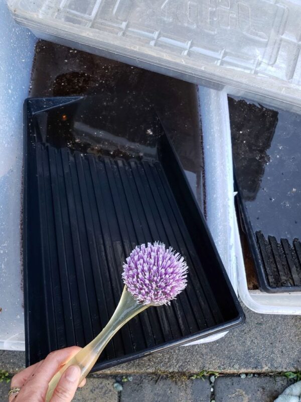 How to Clean and Sanitize Garden & Seedling Supplies Homestead and Chill