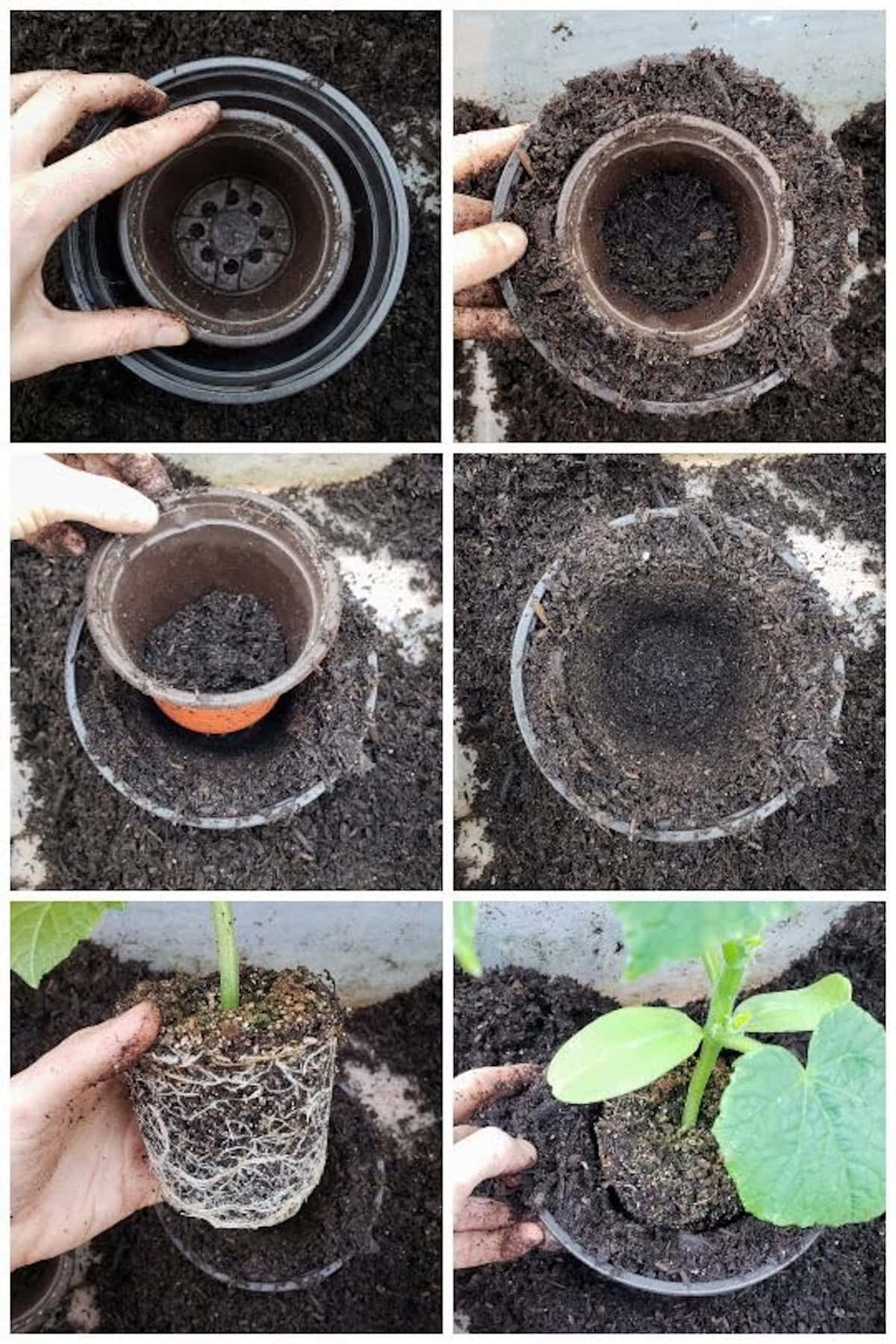 6 images showing the potting up trick. A dummy hole is created in the center of the final pot, by setting the smaller pot inside and filling soil around it. A cucumber seeding is put in the hole. 