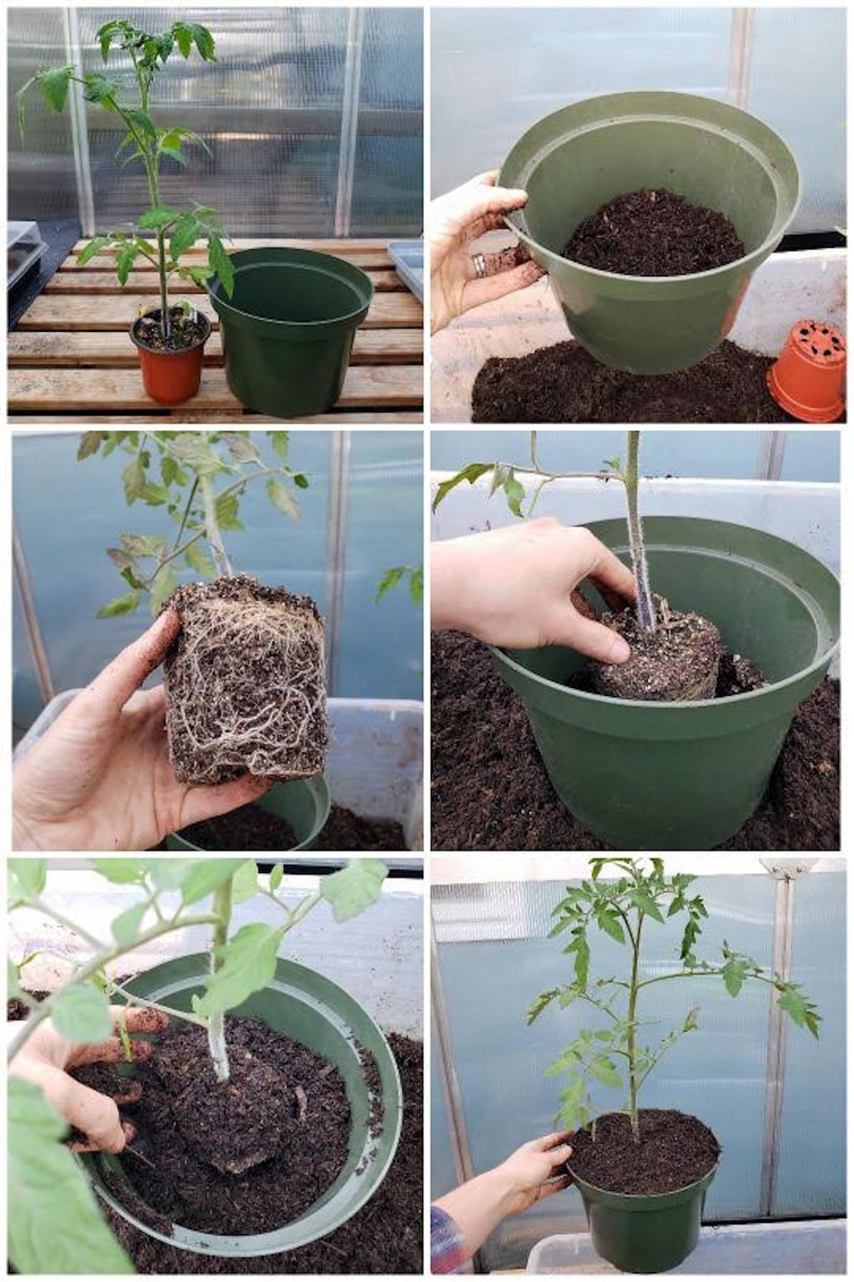 6 photos showing the potting up process, using a large tomato seedling. The first image shows a tall seedling in a small 4" pot, with an empty container next to it, more than double in size. The next photos show the larger pot being filled with a little soil, the tomato seedling being put inside, and the root ball and stem being buried with several inches of new soil. 