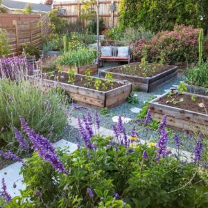 A photo of four raised wood garden beds, full of small seedlings. In the foreground are tall spikey purple flowers, framing the photo. Lavender and sage. A small bench, other flowers, and trees are around the raised beds, which are situated with blue green gravel around them