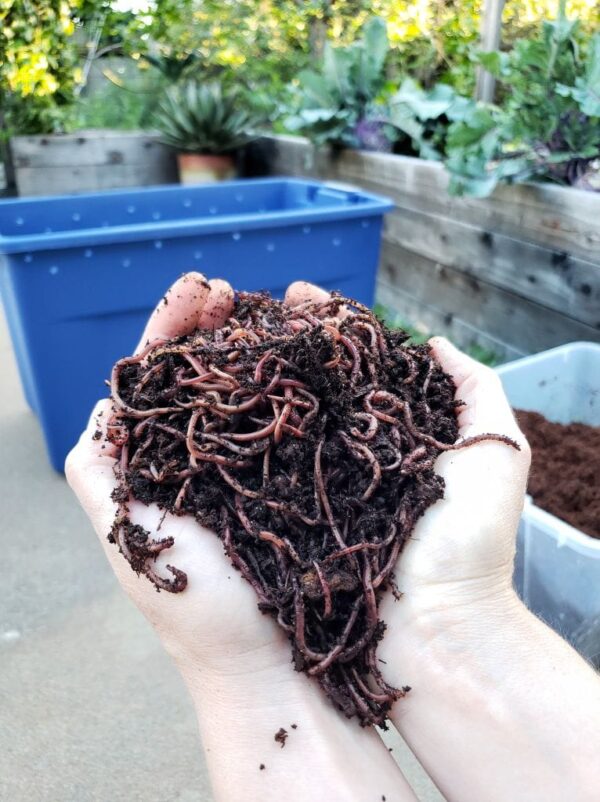 Composting 101 What, Why & How to Compost at Home Homestead and Chill