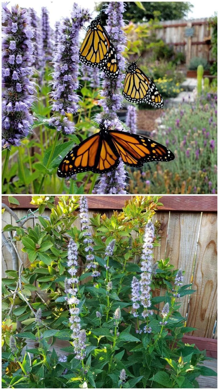 23 Best Pollinator Garden Plants for Bees, Butterflies and Hummingbirds ...