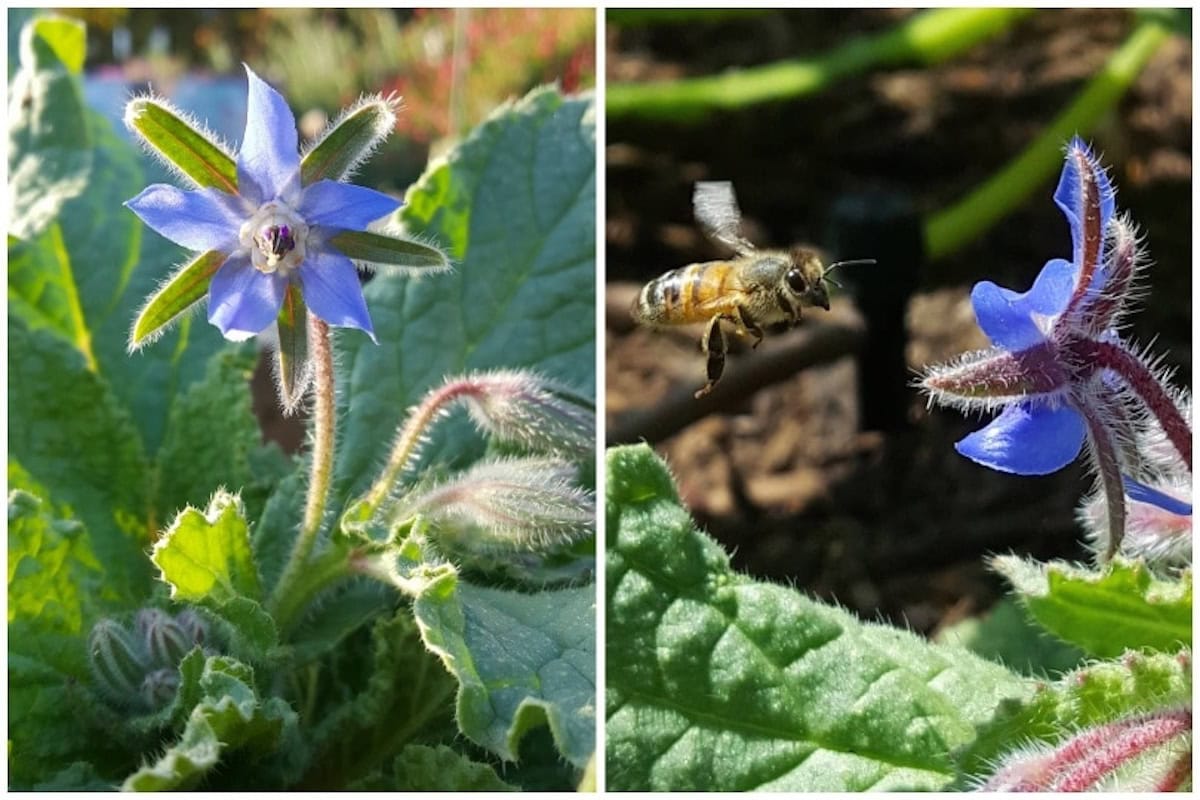 A purple start shaped borage flower, with a bee in flight, coming straight for it. 