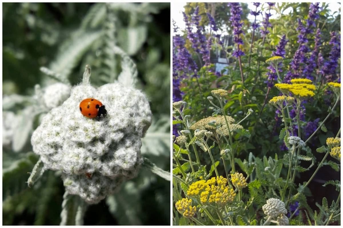 One image shows a ladybug sitting on a white fuzzy flower bloom, and the second shows those blooms opened and turned yellow. 