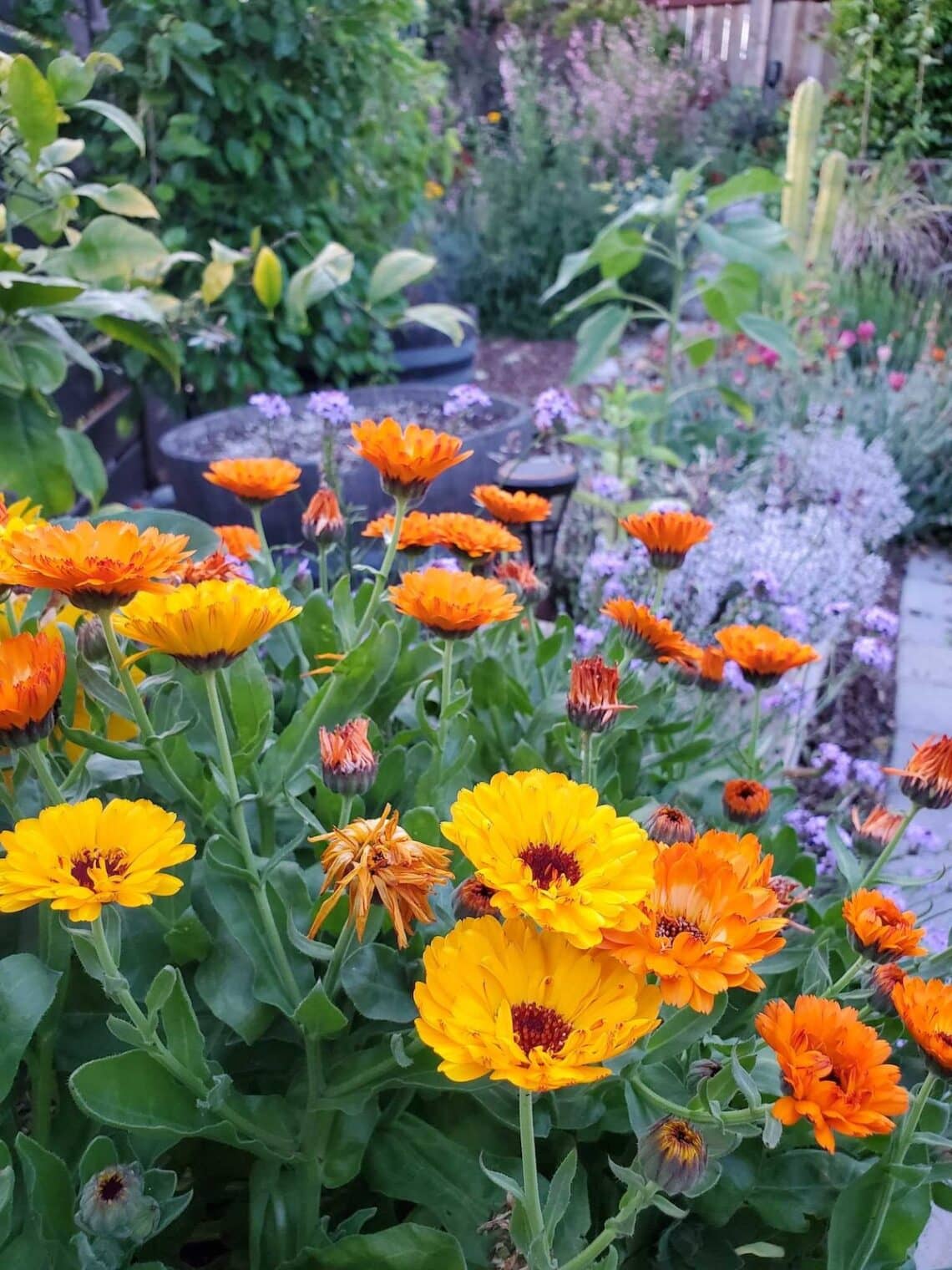23 Best Pollinator Garden Plants for Bees, Butterflies and Hummingbirds ...