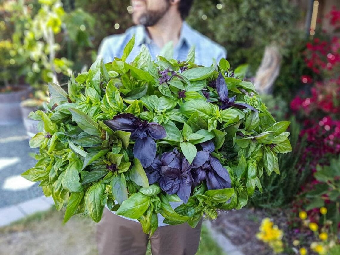 A close up of a man holding a large wooden bowl overflowing with green and purple basil that has just been harvested