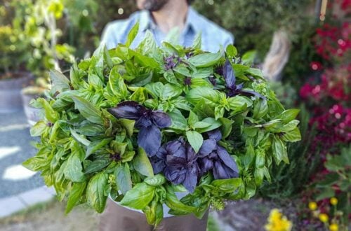 A close up of a man holding a large wooden bowl overflowing with green and purple basil that has just been harvested