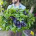 A close up of a man holding a large wooden bowl overflowing with green and purple basil that has just been harvested