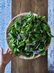 How to Grow Basil: Best Tips for Big Bushy Plants ~ Homestead and Chill