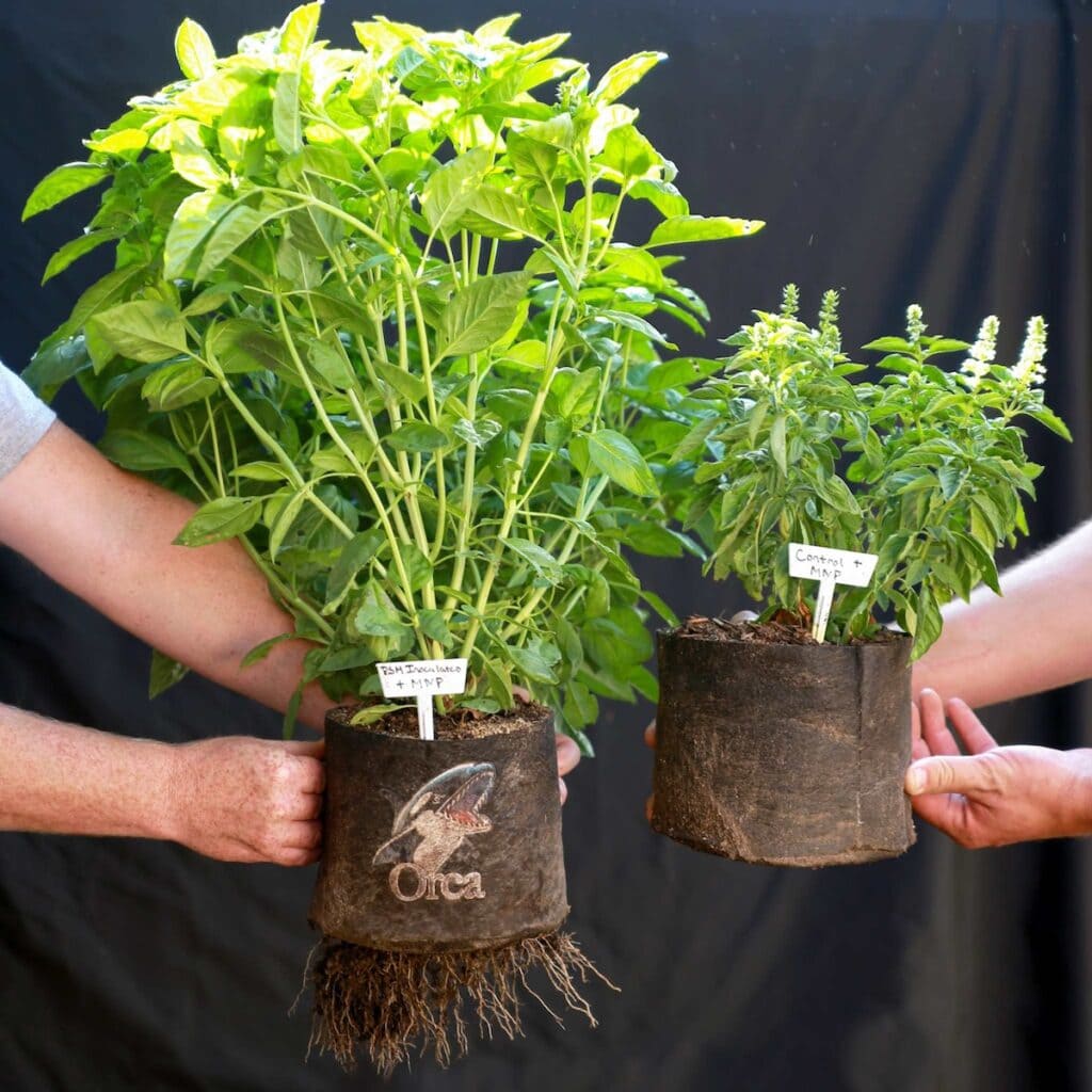 How to Grow Basil: Best Tips for Big Bushy Plants ~ Homestead and Chill