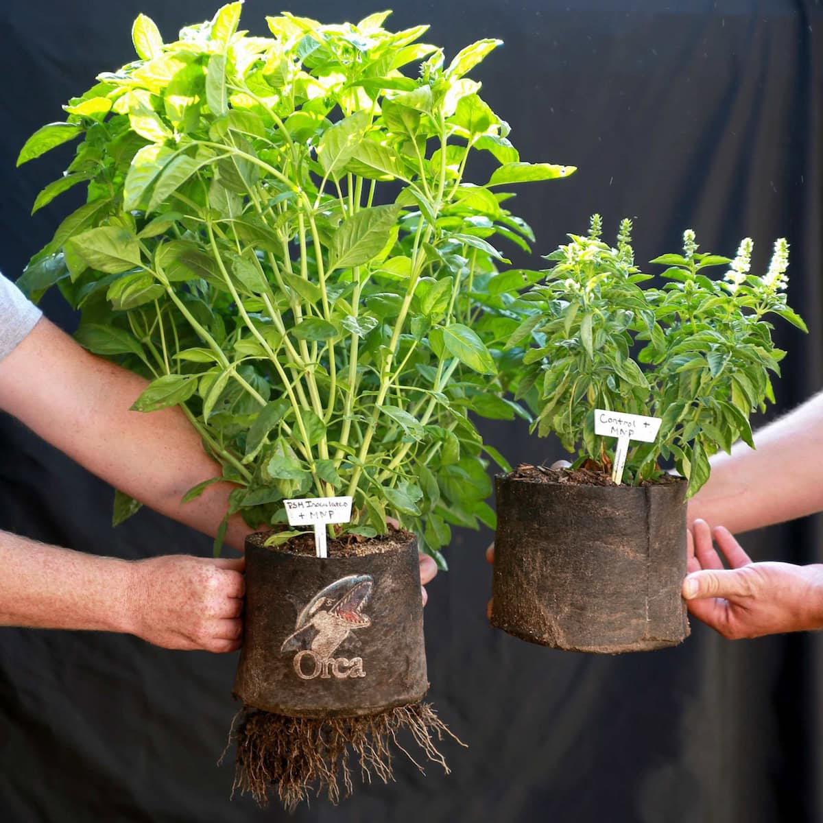 Two plants, each grown in a small fabric grow bag are being held next to each other. One is much larger, doubling the size of the other plant.