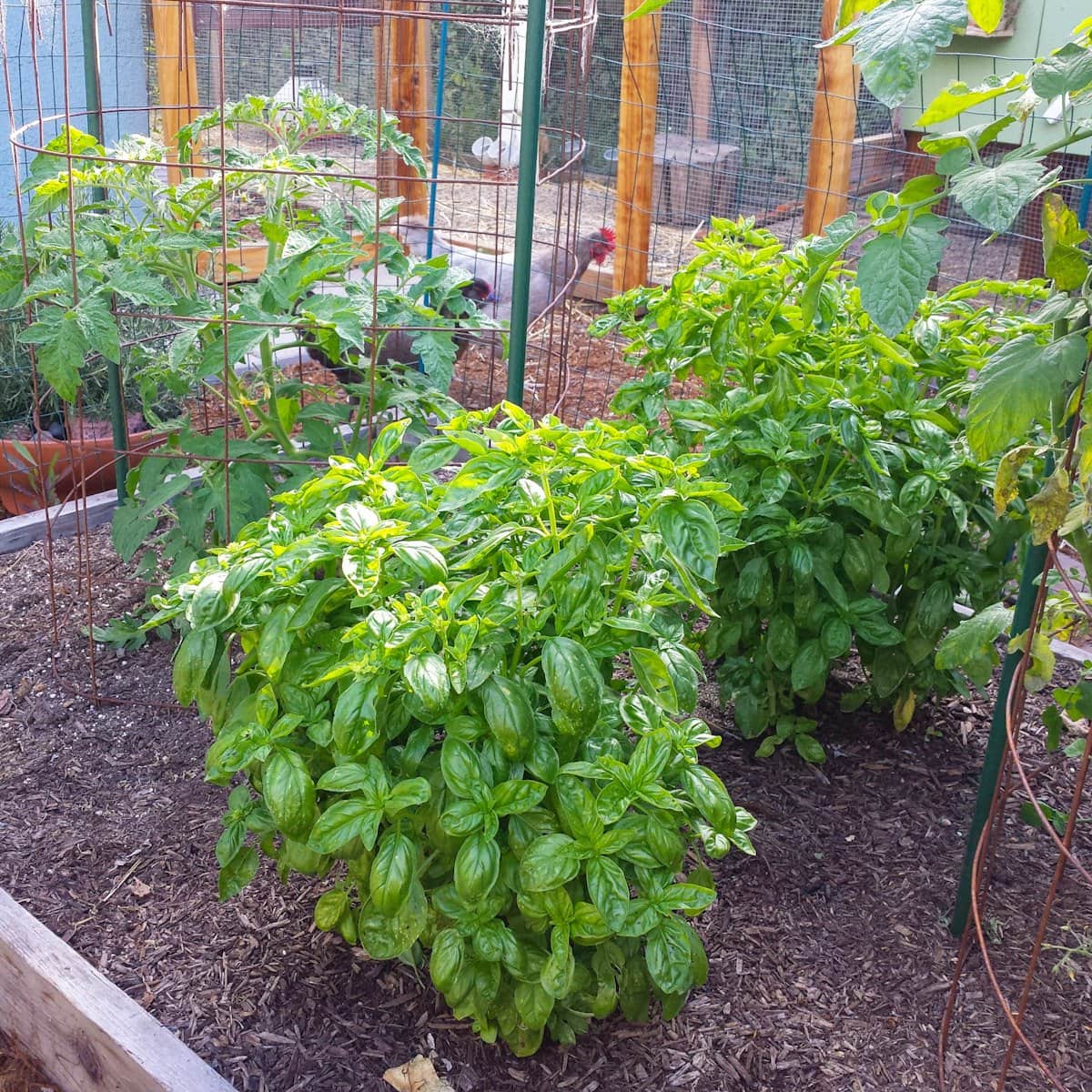 Two large clusters of basil plants, each growing on each side of the garden bed. Two tomatoes are planted on each side of the plants.