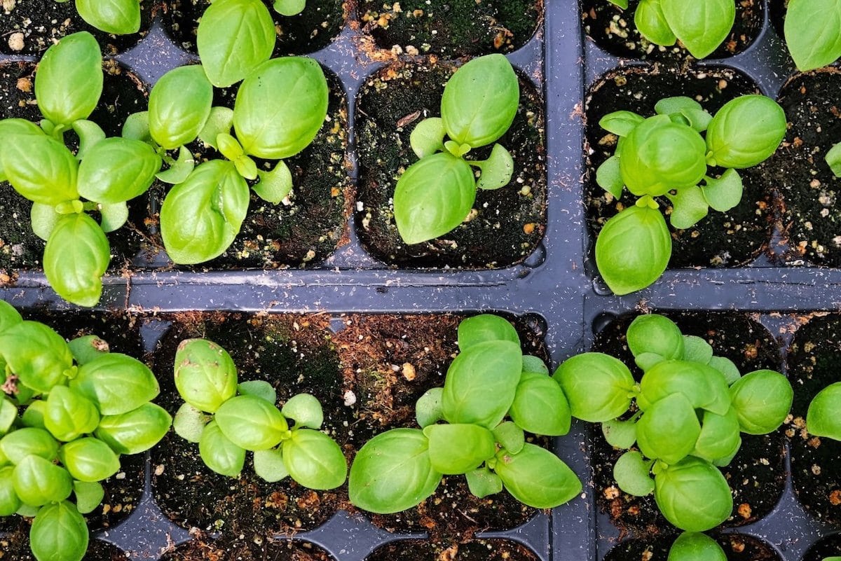 Basil seedlings growing in small cell packs.