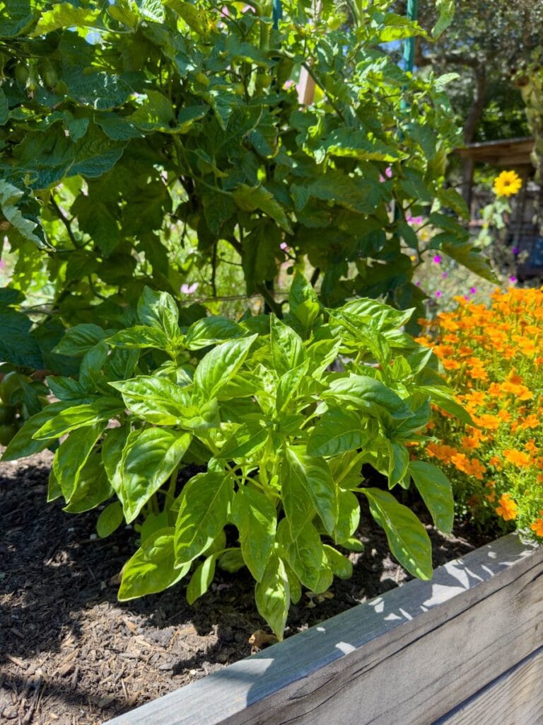How to Grow Basil: Best Tips for Big Bushy Plants ~ Homestead and Chill