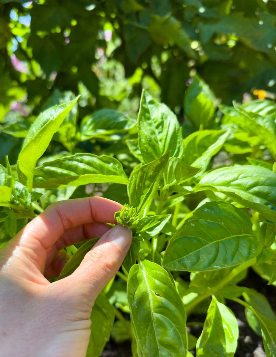 Two fingers are pinching off the tip of a new flower cluster growing on a basil plant.