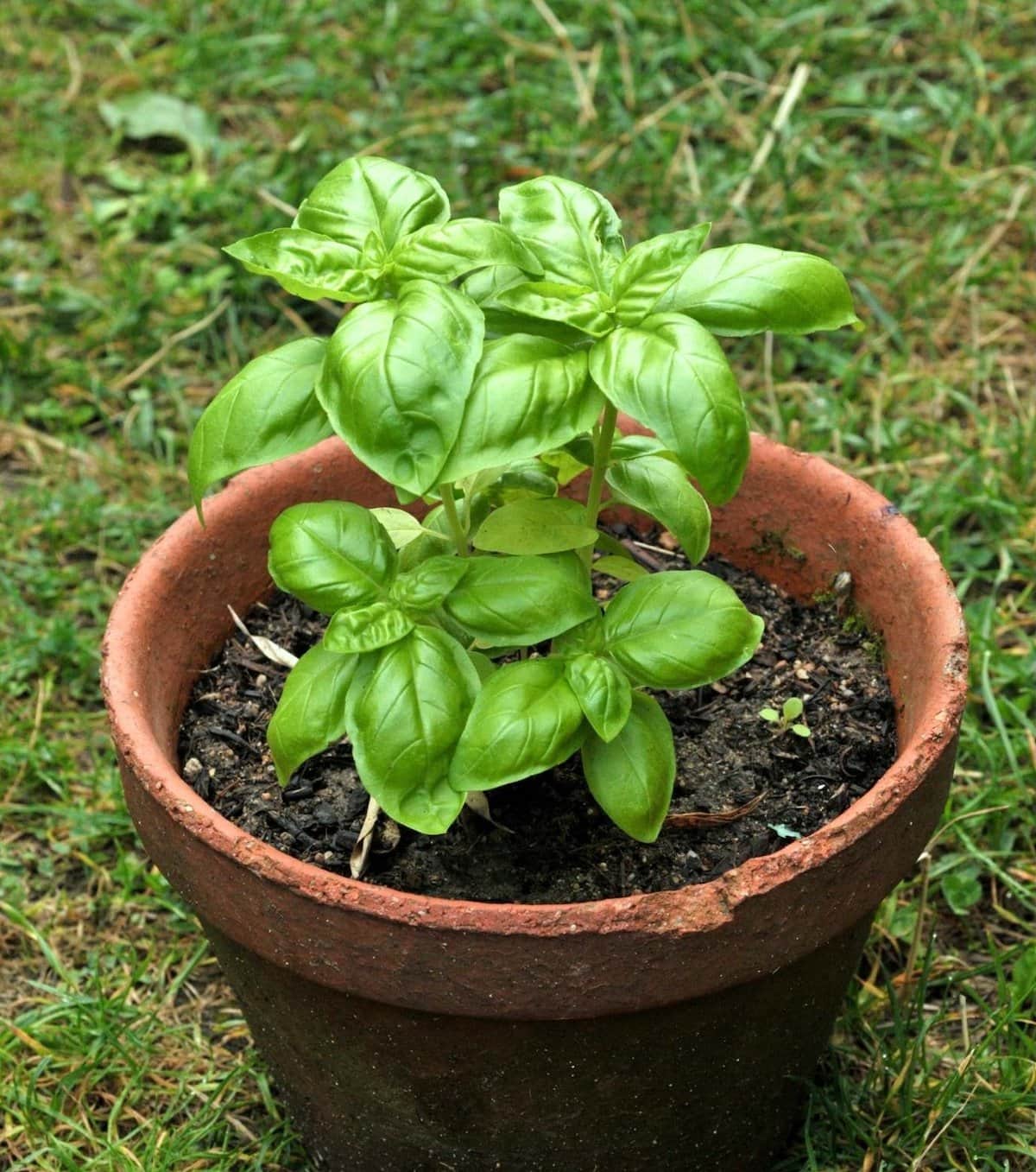 Tender young herbs grow in a small terracotta pot.