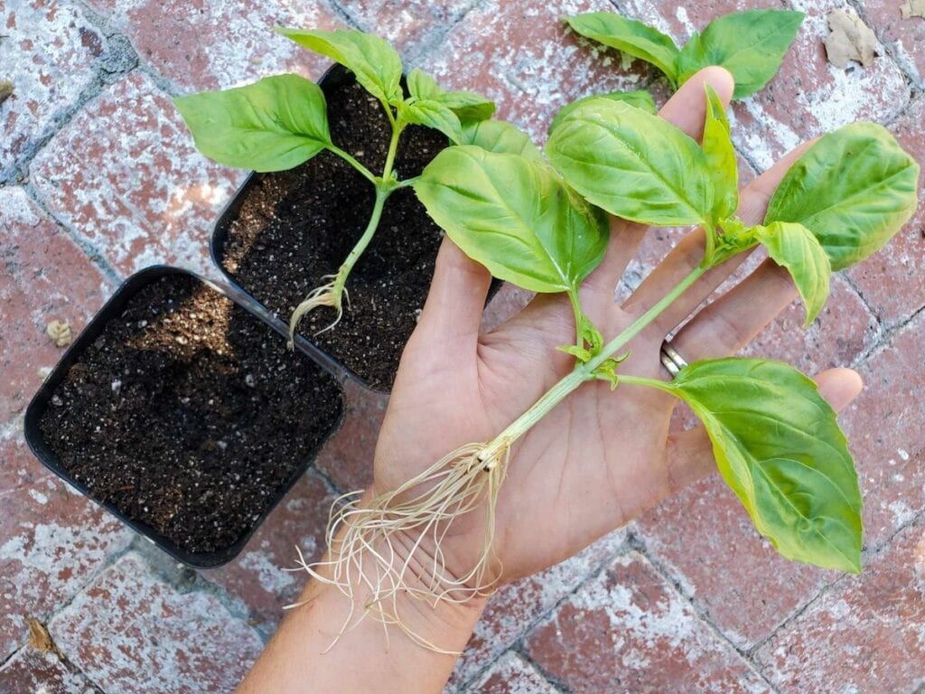 How to Grow Basil: Best Tips for Big Bushy Plants ~ Homestead and Chill