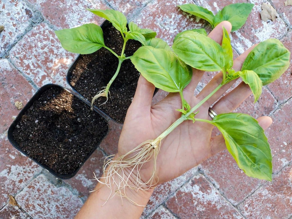A hand holds a basil cutting that has been rooted in water, its roots sprouting off the bottom of its stem. Two small pots full of soil are nearby to be transplanted into.