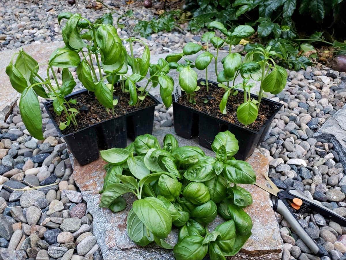 Two six pack containers of the same basil seedlings, now trimmed and much shorter, with a little pile of trimmed basil and snips nearby.