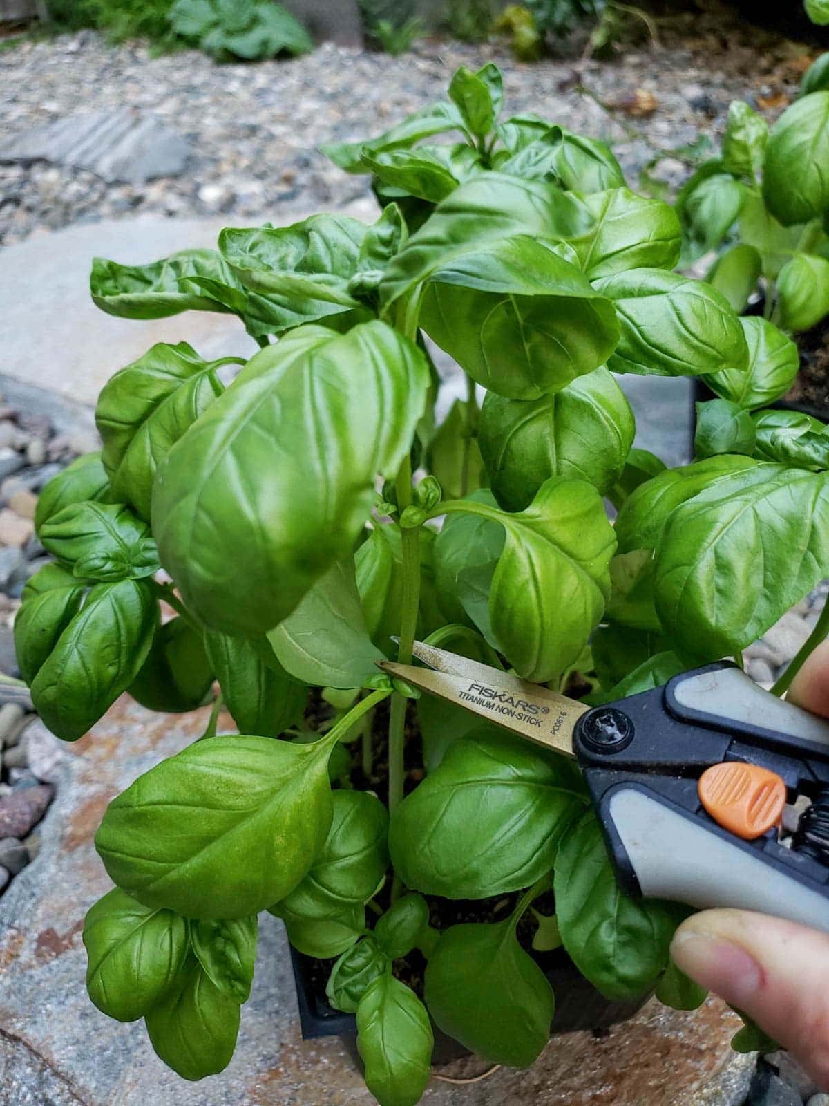 Basil seedlings growing in a cell pack are getting pruned to make the plants more bushy.