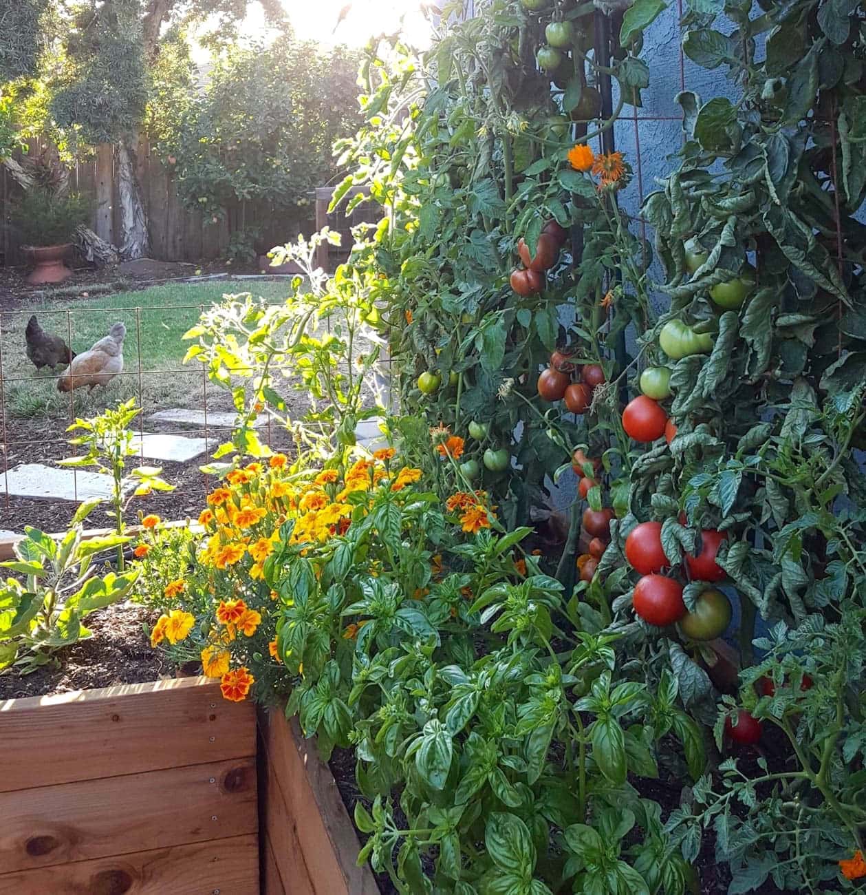 Raised beds line the side of a house, a trellis is being used for a row of tomatoes while fresh flowers and herbs are planted in front of the tomatoes.