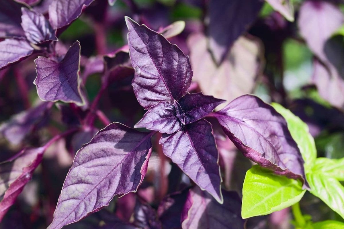 A purple basil seedling.