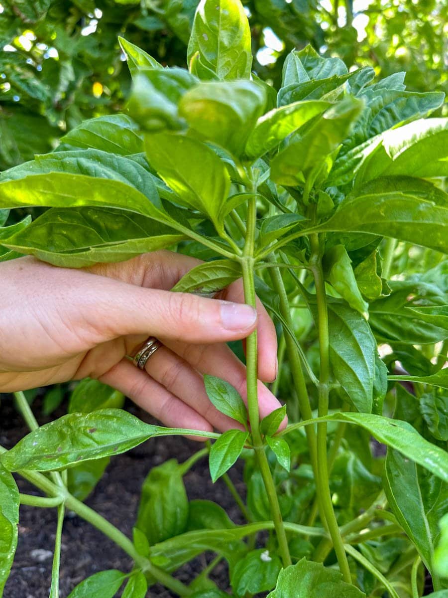 A hand is touching a long stem of a basil plant growing in the shade of a tomato plant.