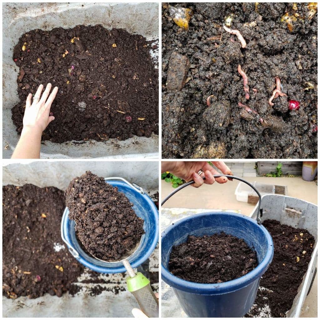How to Harvest Worm Castings from a Simple Worm Compost Bin Homestead and Chill