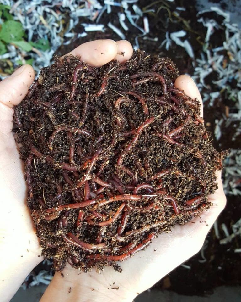 How to Harvest Worm Castings from a Simple Worm Compost Bin Homestead