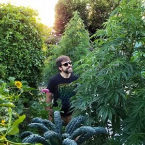 A man standing between tall cannabis plants, smiling up at them. They're still mostly in the vegetative state, leafy green and not yet full of buds. The sun in shining in the background, with a few sunflowers around too.