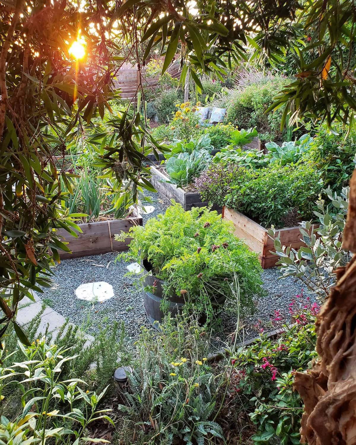 A half wine barrel planter with carrots growing out of it are in the foreground, beyond are a number of garden beds with a variety of vegetables growing inside of them. 