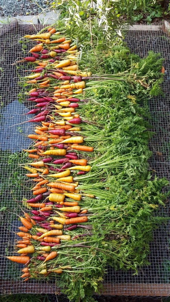 How to Grow Carrots Successfully From Seed to Table Homestead and Chill