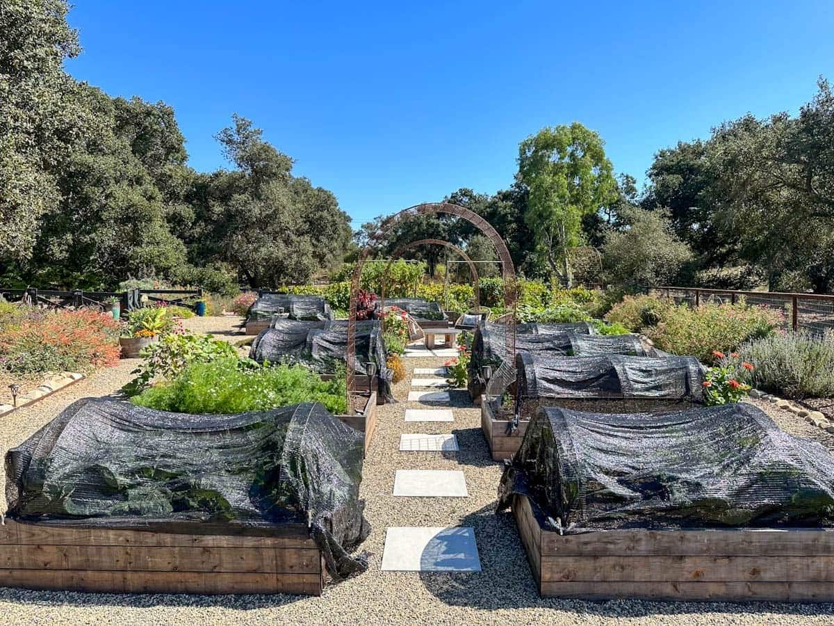 Several wood raised garden beds are covered with hoops and black shade cloth covers to protect the seedlings growing in the beds from heat and  pests. 