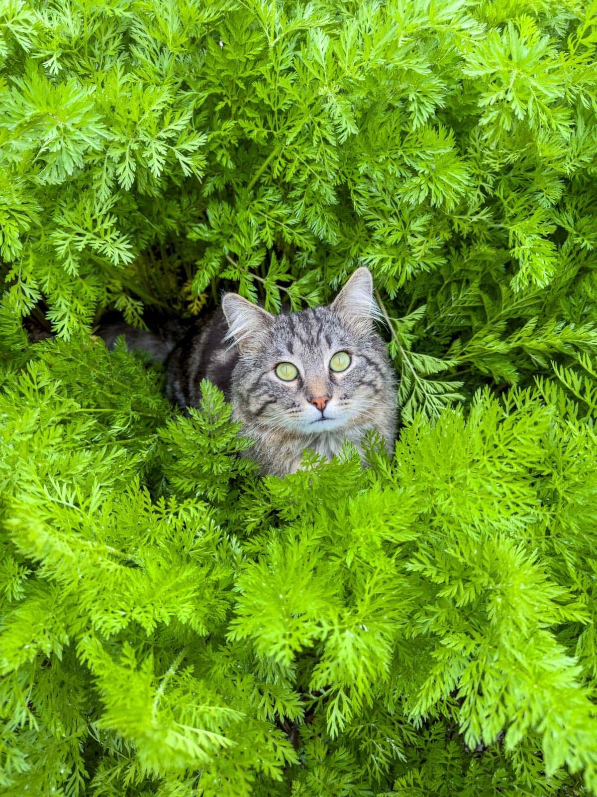 A grey tabby cat sitting amongst greens growing in a garden. 