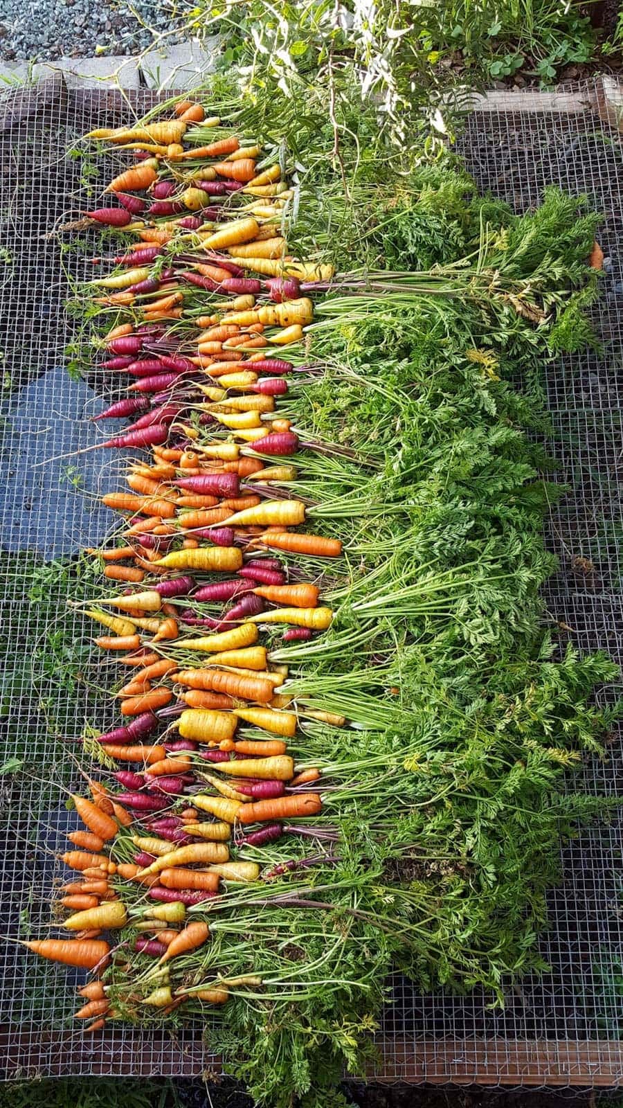 A large 4x8' wood frame with wire fencing on top of it, laying on the ground. On top it is covered with a long row of clean carrots, that had just been sprayed off on this makeshift washing station.