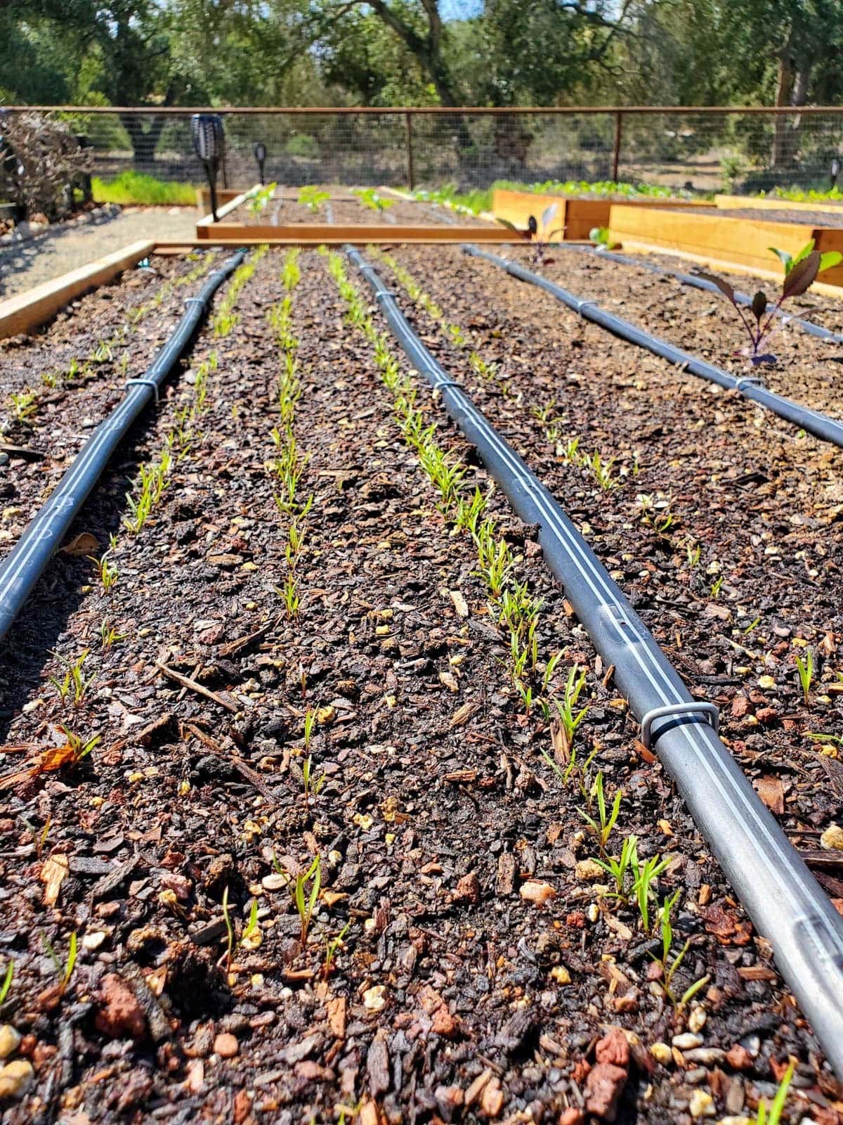 Tiny carrot seedlings are sprouting in rows along drip tape lines inside of a garden bed. 