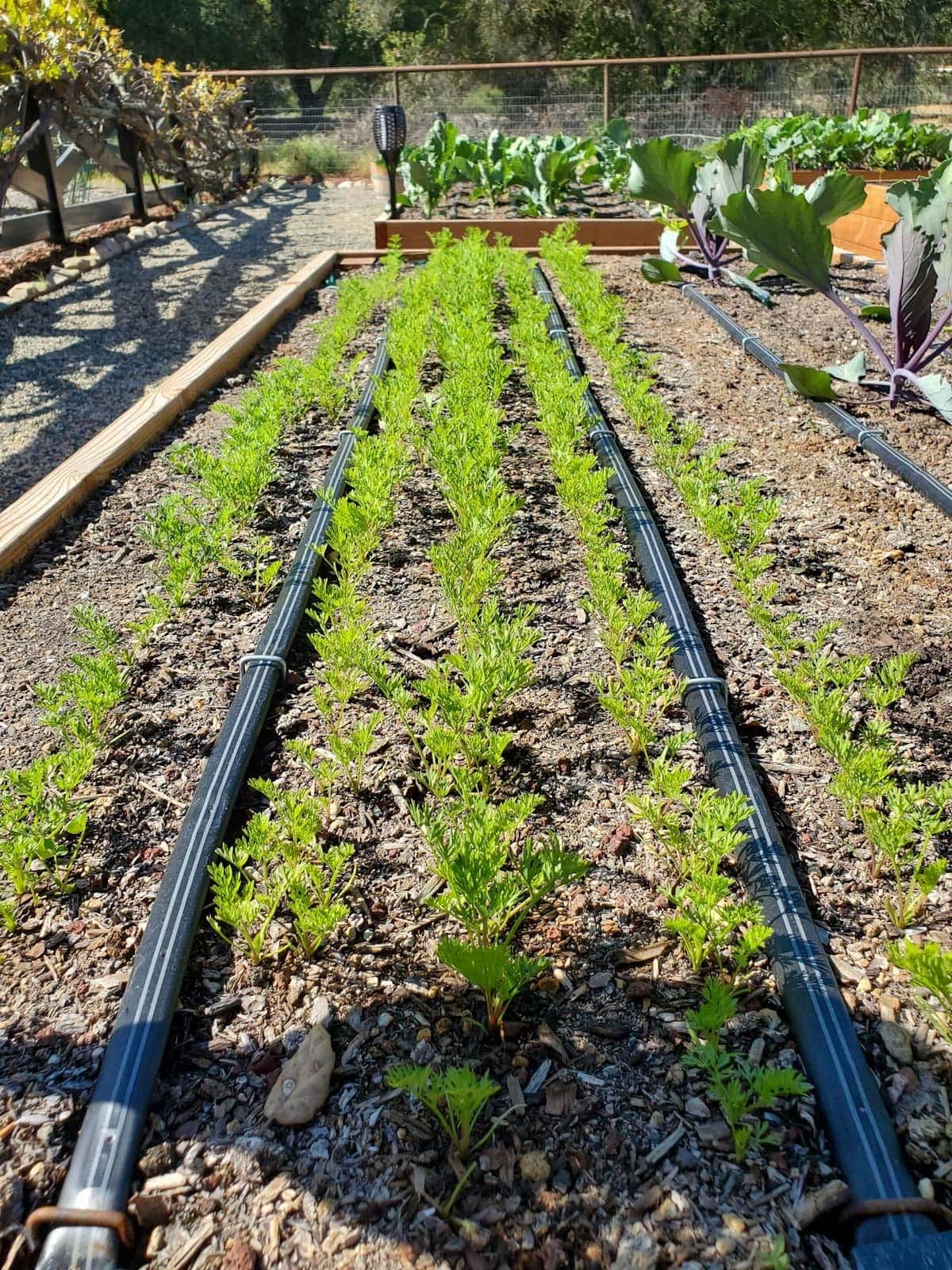 Carrot seedlings growing along irrigation lines of drip tape inside a raised garden bed. 