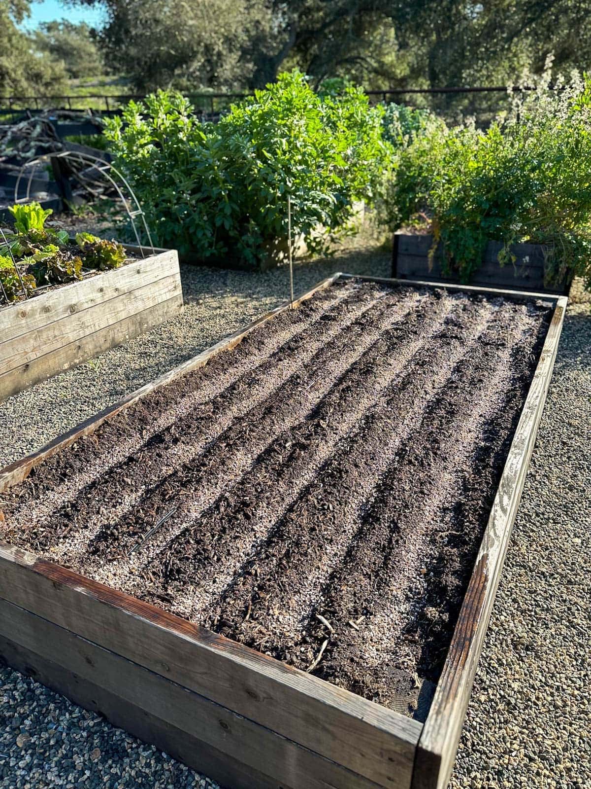 An empty raised garden bed with furrows dug in rows. 