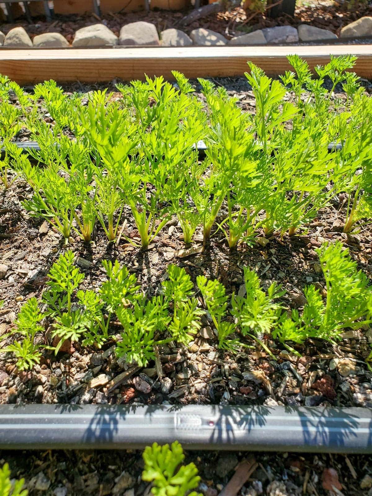 Carrot seedlings grow along drip tape lines inside of a raised garden bed, nicely thinned and spaced to 1 plant every inch or two.