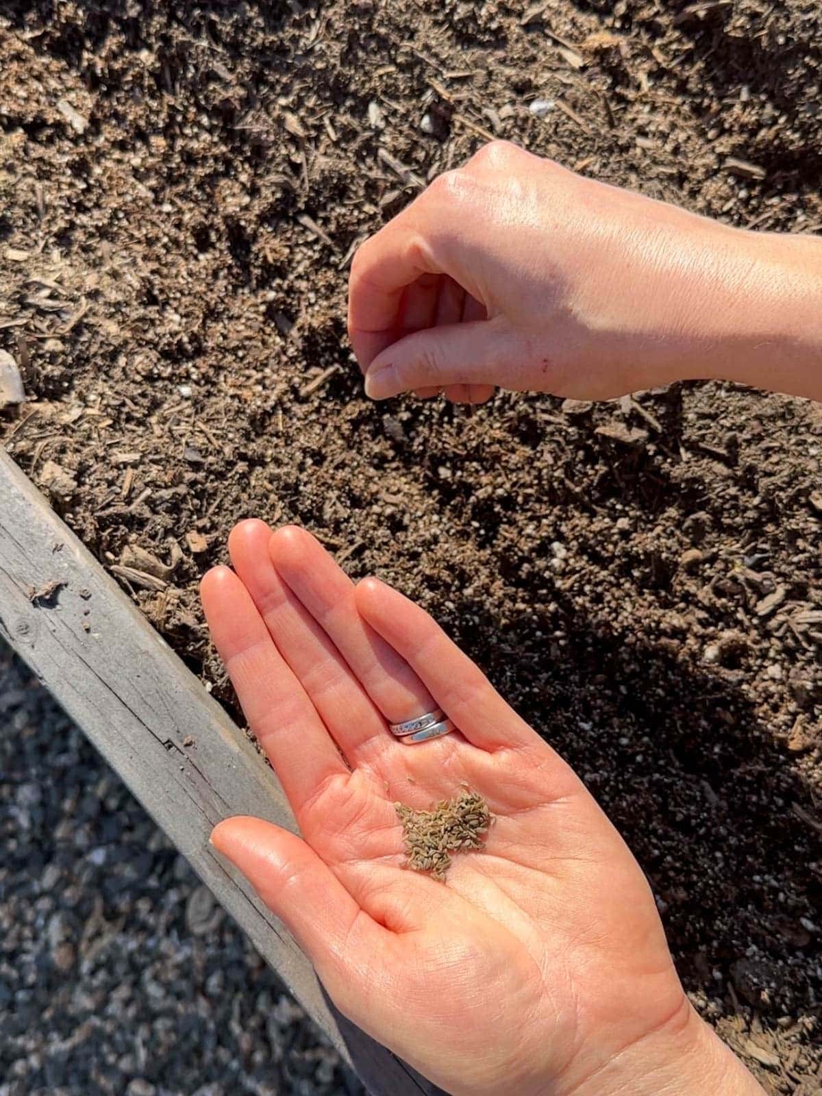 One hand is holding seeds while the other hand is spreading seeds into a small furrow. 