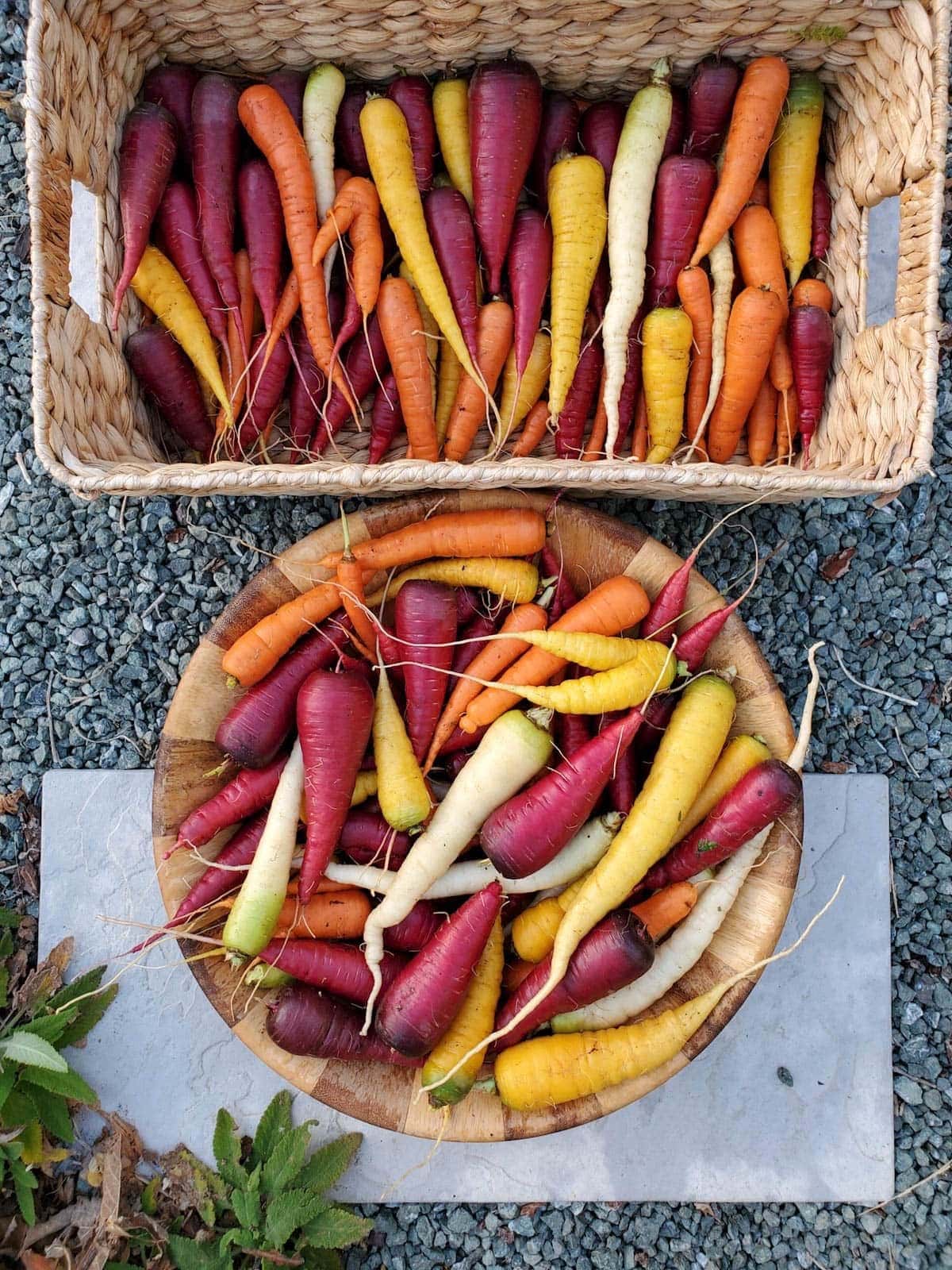 A wicker basket and a large wooden bowl are full of harvested carrots with their green tops removed. The carrots range in color from orange, white, yellow, to purple. 