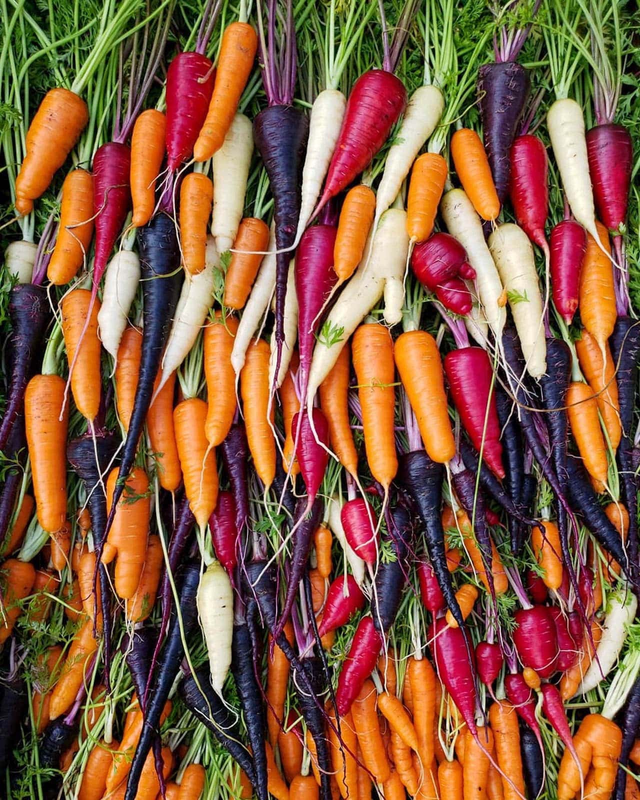 An array of a variety of harvested carrots ranging in color from orange, white, purple, and bright red.