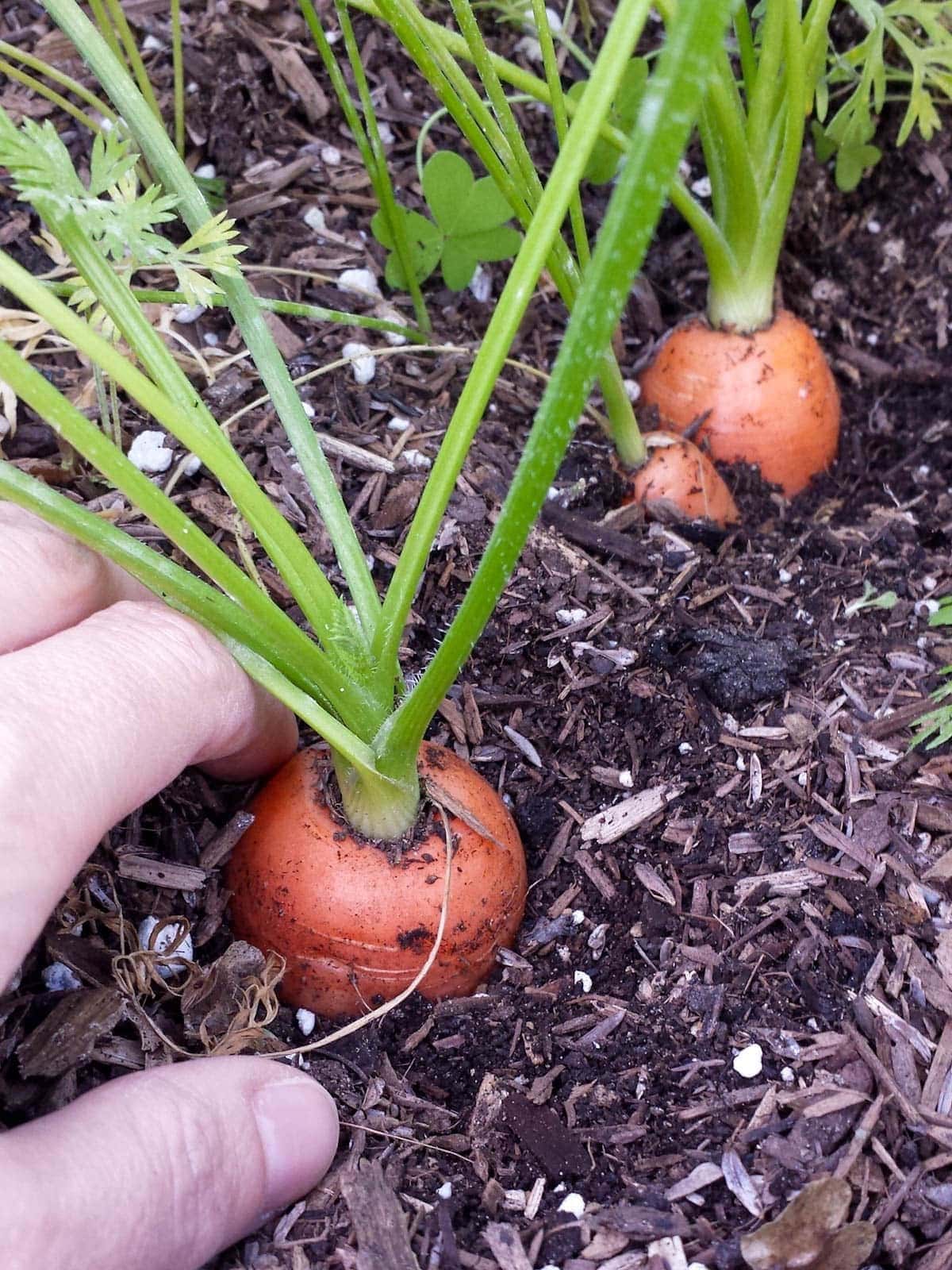 A hand moves soil away from the top of a growing carrot to illustrate its size. 