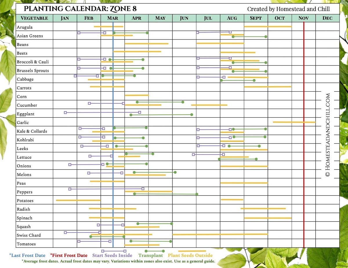 A planting calendar for zone 8 showing when to start seeds inside, transplant, or plant seeds outside, for a variety of vegetable along with the first and last frost dates.  