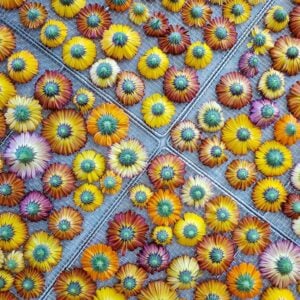 Harvested calendula flowers are laid out on dehydrator trays after harvest.