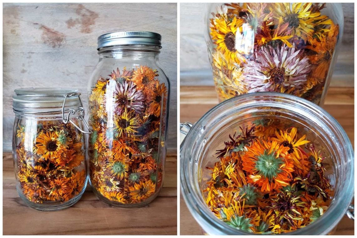 All About Calendula How to Grow, Harvest, Dry, & Use Calendula Flowers