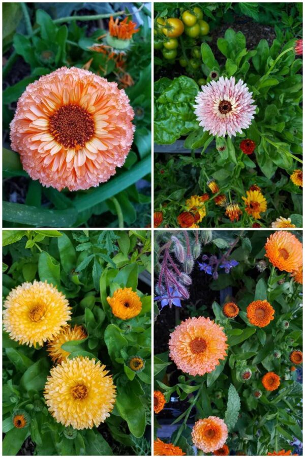 All About Calendula How to Grow, Harvest, Dry, & Use Calendula Flowers